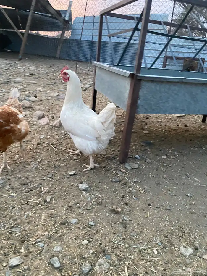 دجاج فرنسي ولهمان طيبه 4