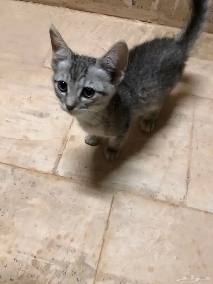 قطط 2