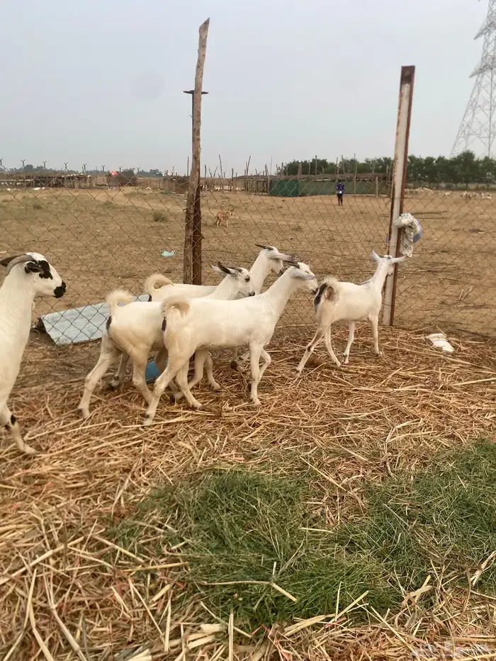 غنم صنف فاخر 9