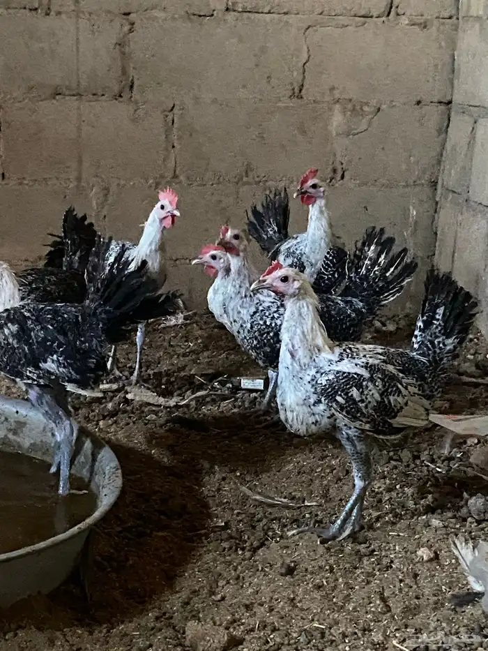 ديكه العمار من 5 اشهور ال ثلالث اشهور 3