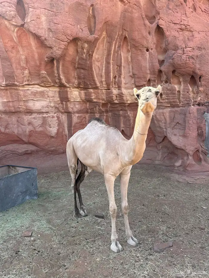 بكرة للبيع 1