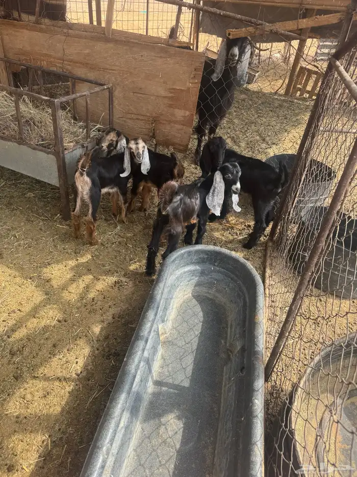 للبيع عنزين طيبات متاومات 4
