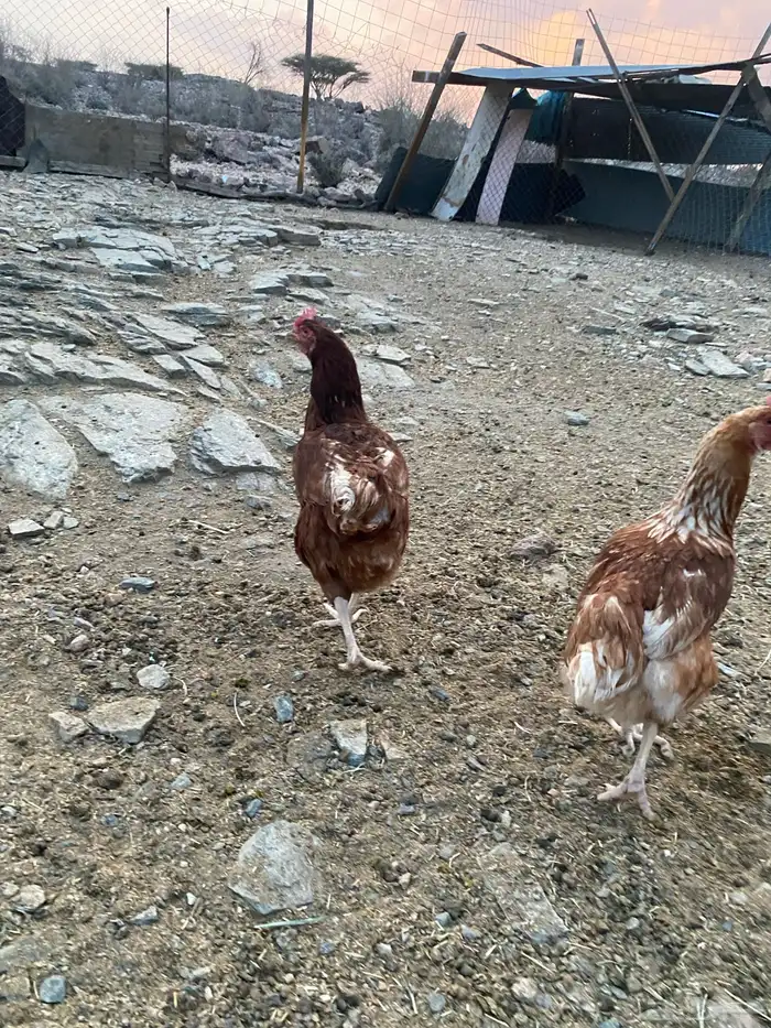 دجاج فرنسي ولهمان طيبه 5