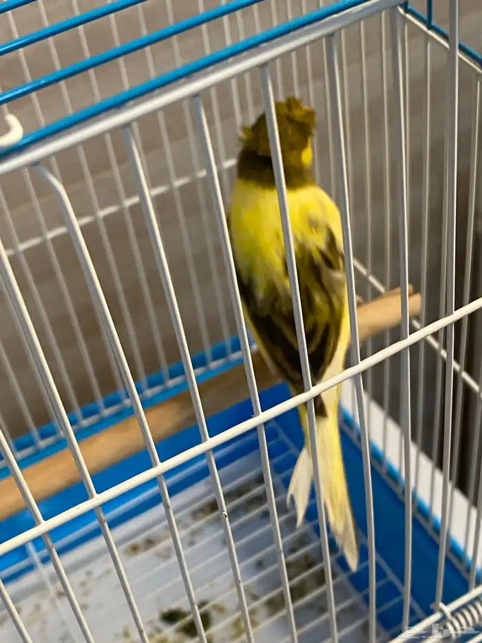 كناري سوري 4
