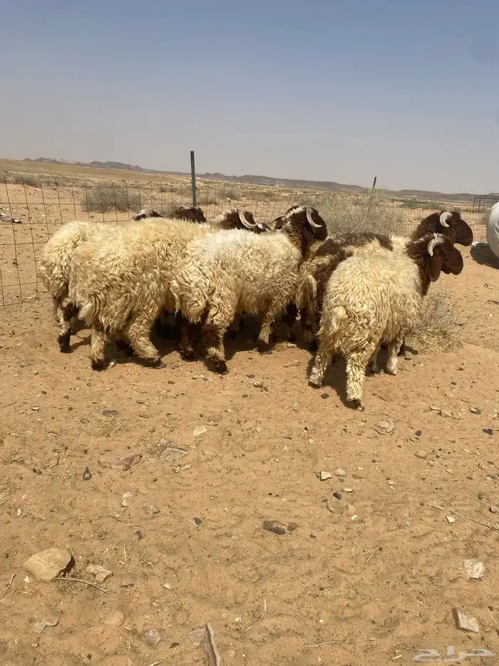 بهم نعيم جذعان جبره 0