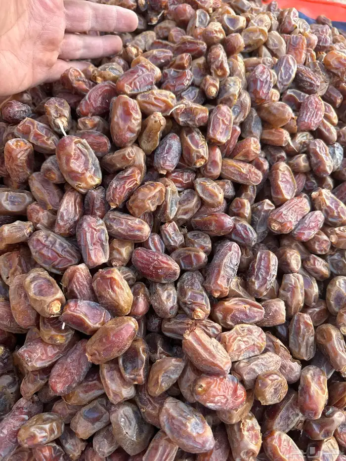 تمر صفري فلة ناشف رقم 2 حوطة بني تميم 2