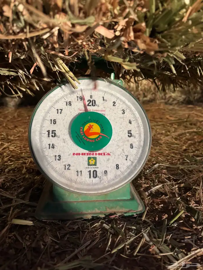 علف ذرة جيزانيه حمراء 7