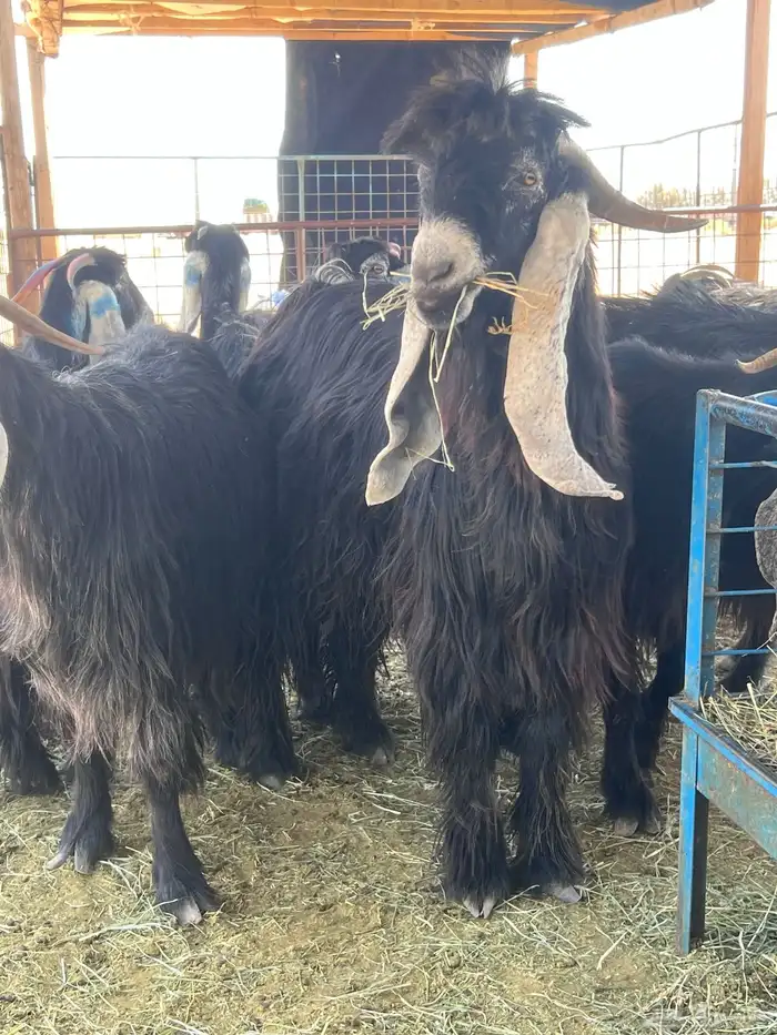 مراح معزا دفيع ومضاريع للبيع 2