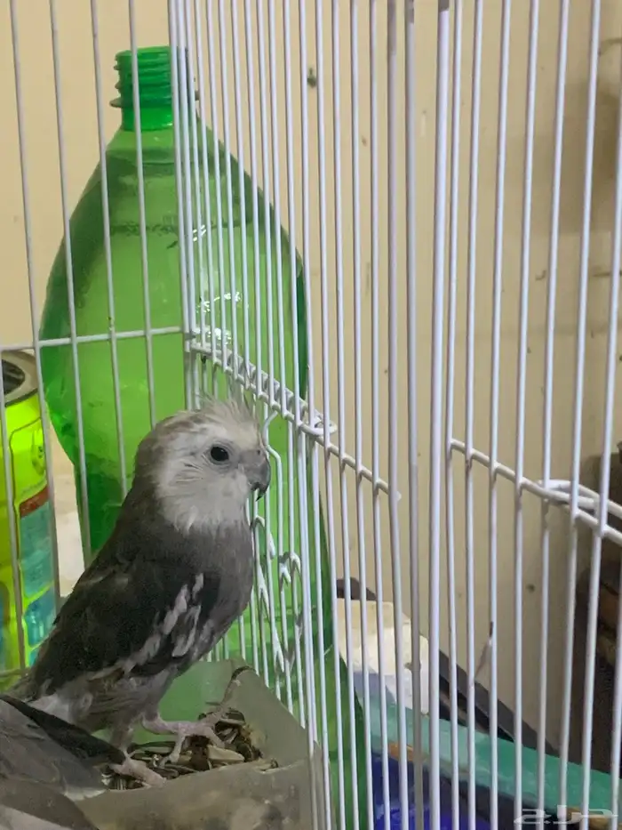 عندي ذكر كروان 6