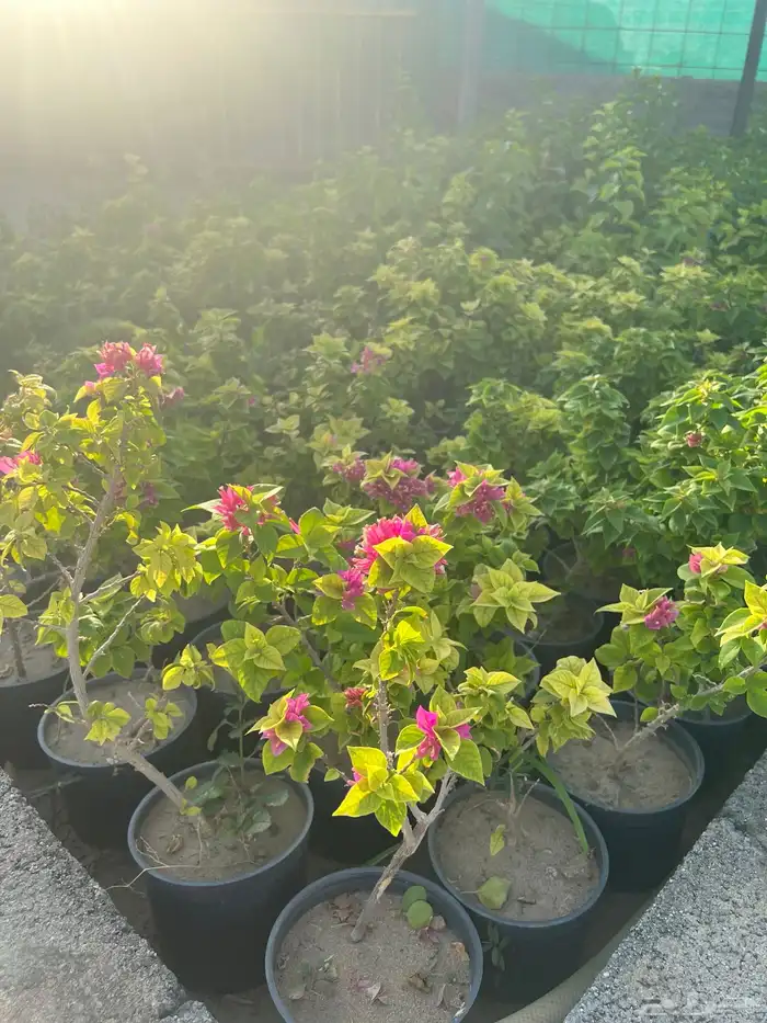 مشتل مؤسسة ميم للتشجير 4