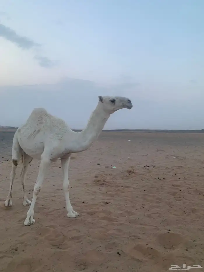 بكره حقه كحيلانية للبيع 0