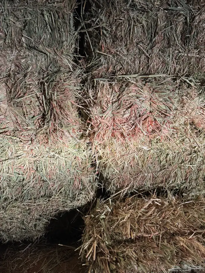 علف ذرة جيزانيه حمراء 1