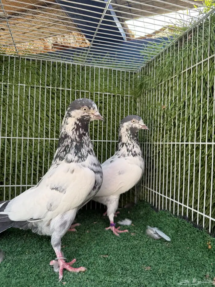 زوج علي ولا اساس توب 4
