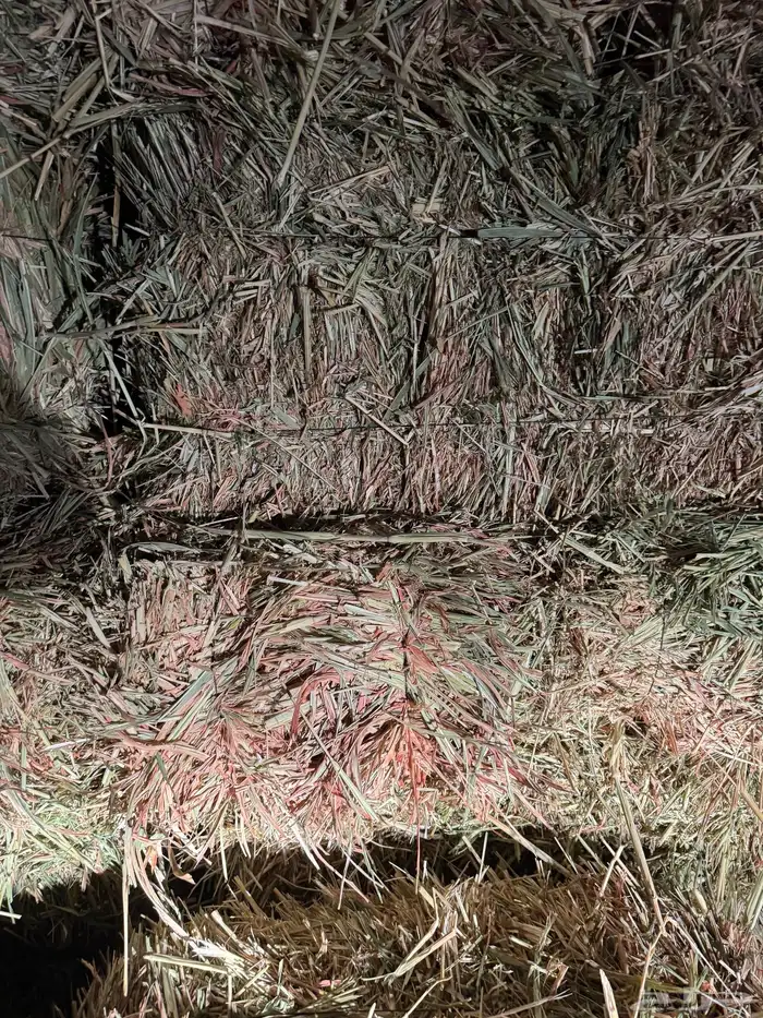 علف ذرة جيزانيه حمراء 2