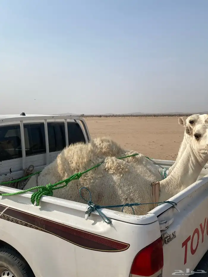 قعدان قصب 2