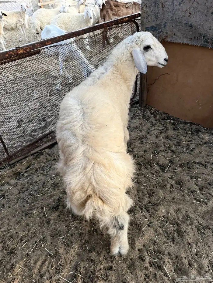 خروف 0