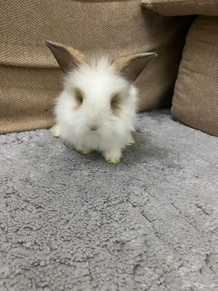 ارنب تيدي بير لوب اليف 1