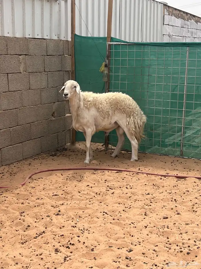 خروف حري سدس مشروط 0