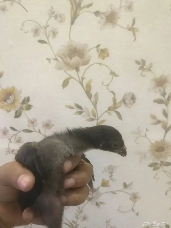 صيصان شامو الماني للبيع 2