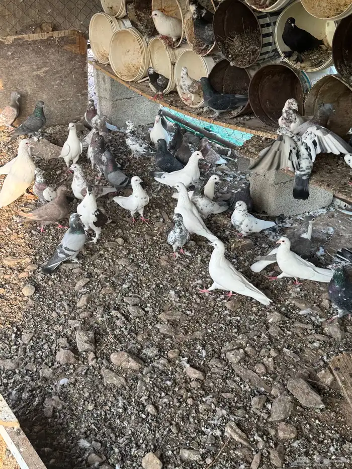 حمام مشكل 9