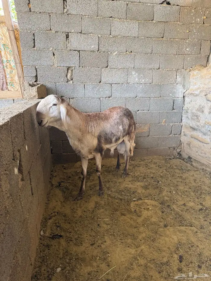 خروف فحل سواكن 3