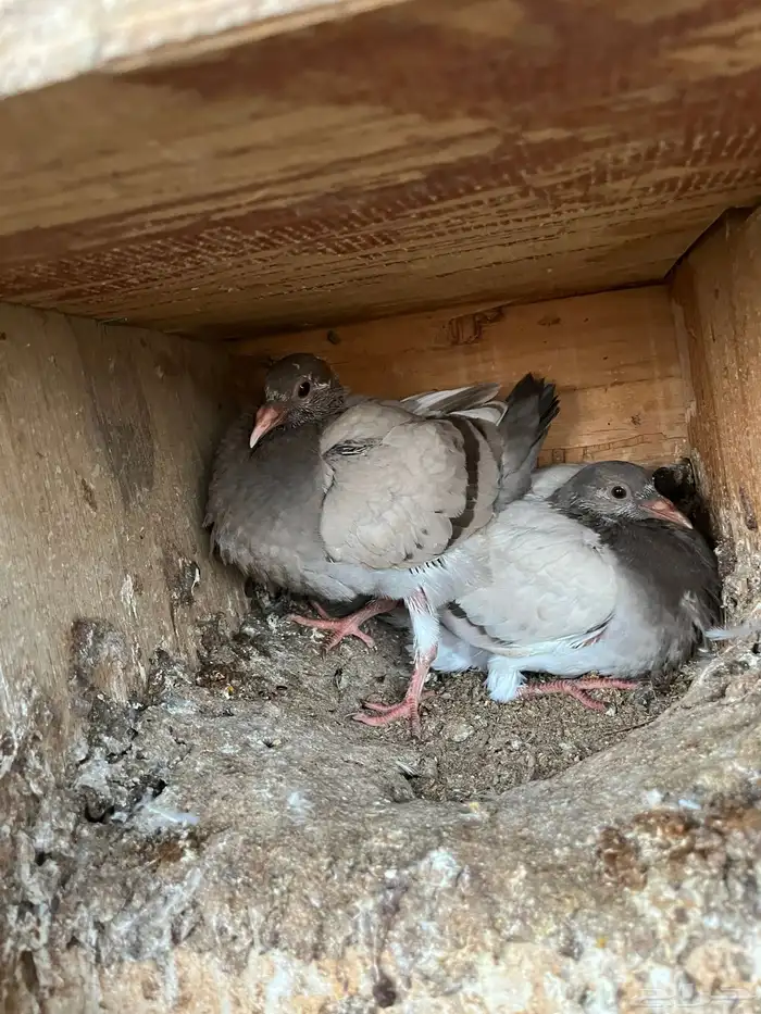 فراخة حمام فرنسي وزاجل وكريمي ذبح اليوم الكميه محدوده 7