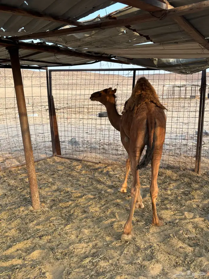قعدان حمر 3