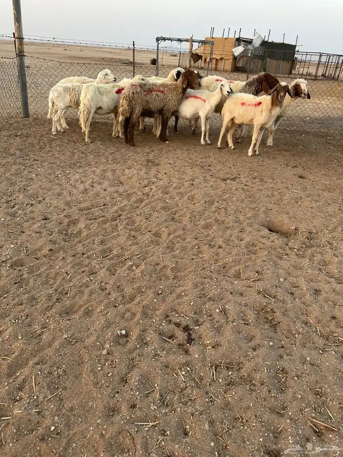 نعيم وحريات حيل 3
