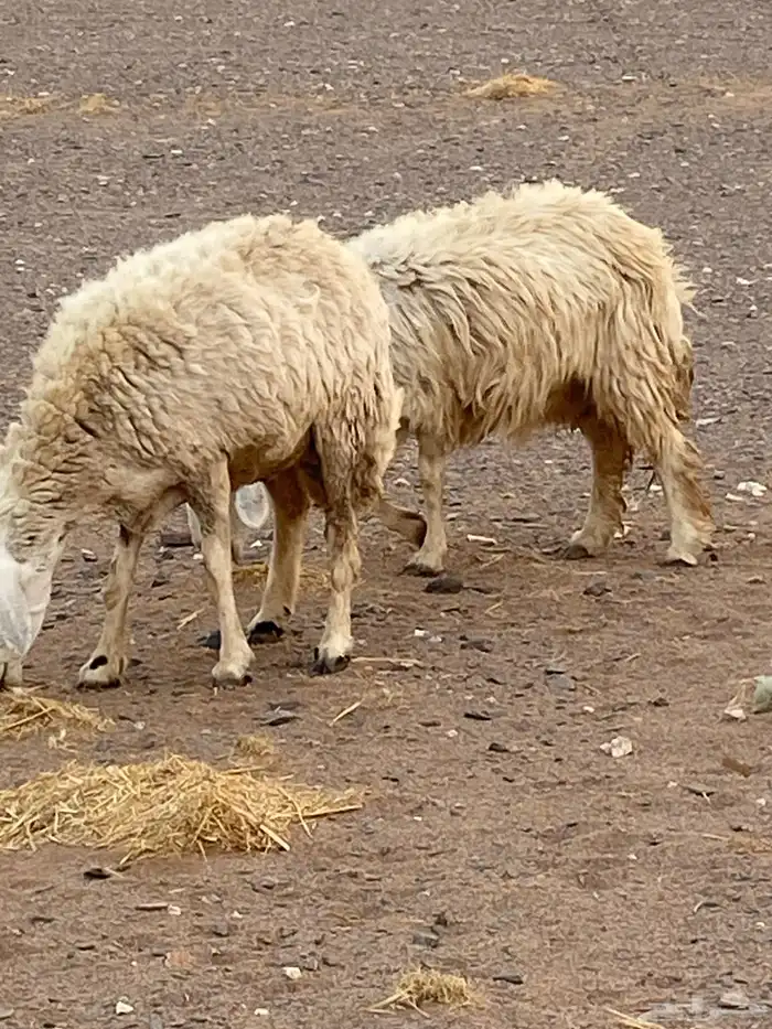 غنم حريات العدد 20 معها 8 غنم بر الموقع الحناكيه 2