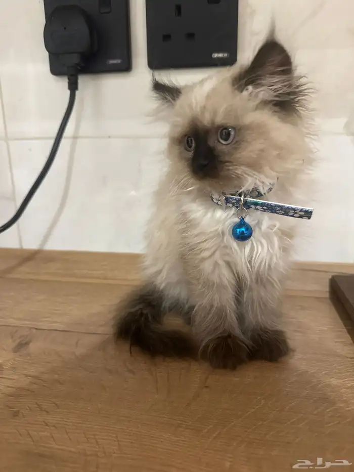 قطة همالايا العمر شهرين تعرف الحمام سبب بيعها بنتي تعاني من 0