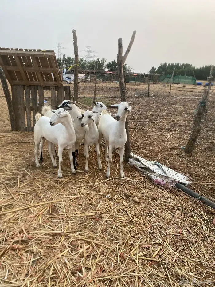 غنم صنف فاخر 7