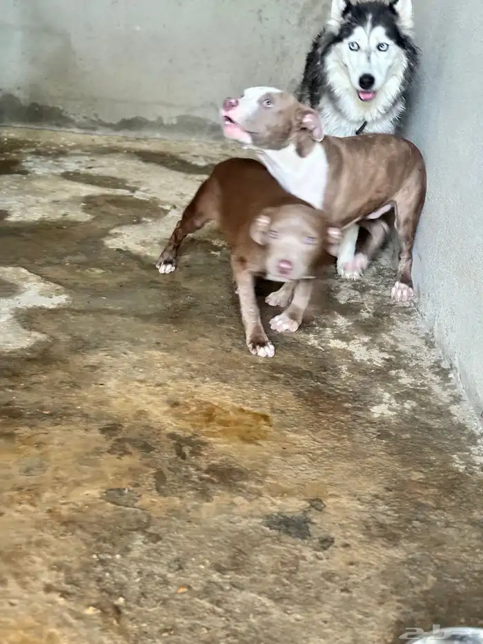 جراء بيت بول مستوى حلو للبيع 4