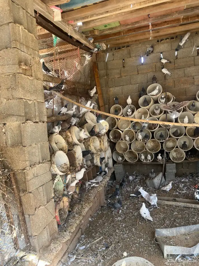 حمام بلدي سوبر جانبو وفيه شويه زاجل 2