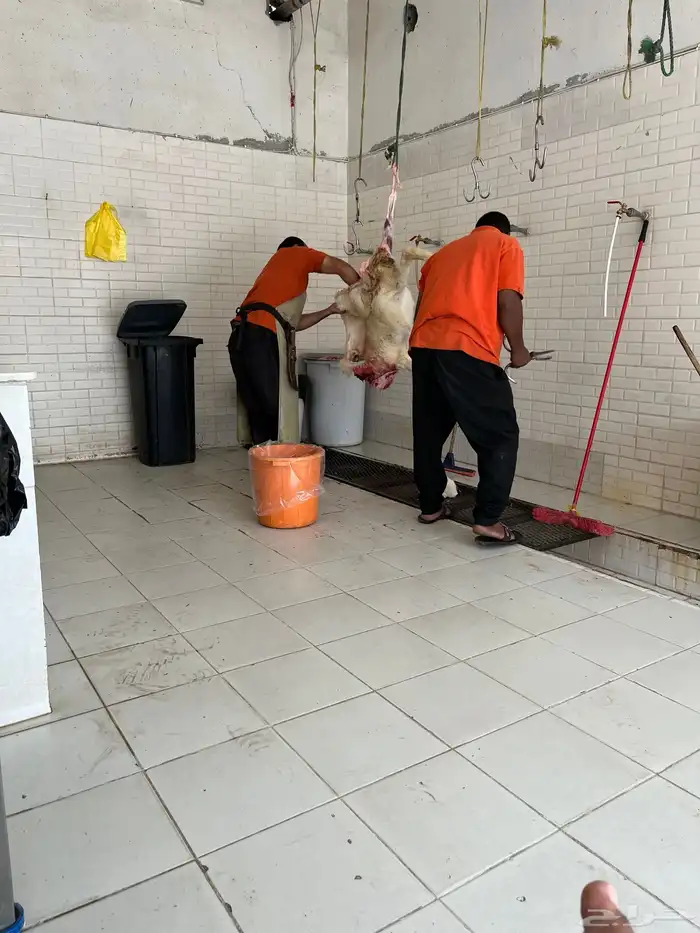 رخل حرية ورخل رفيديه تيلاد هنا 8
