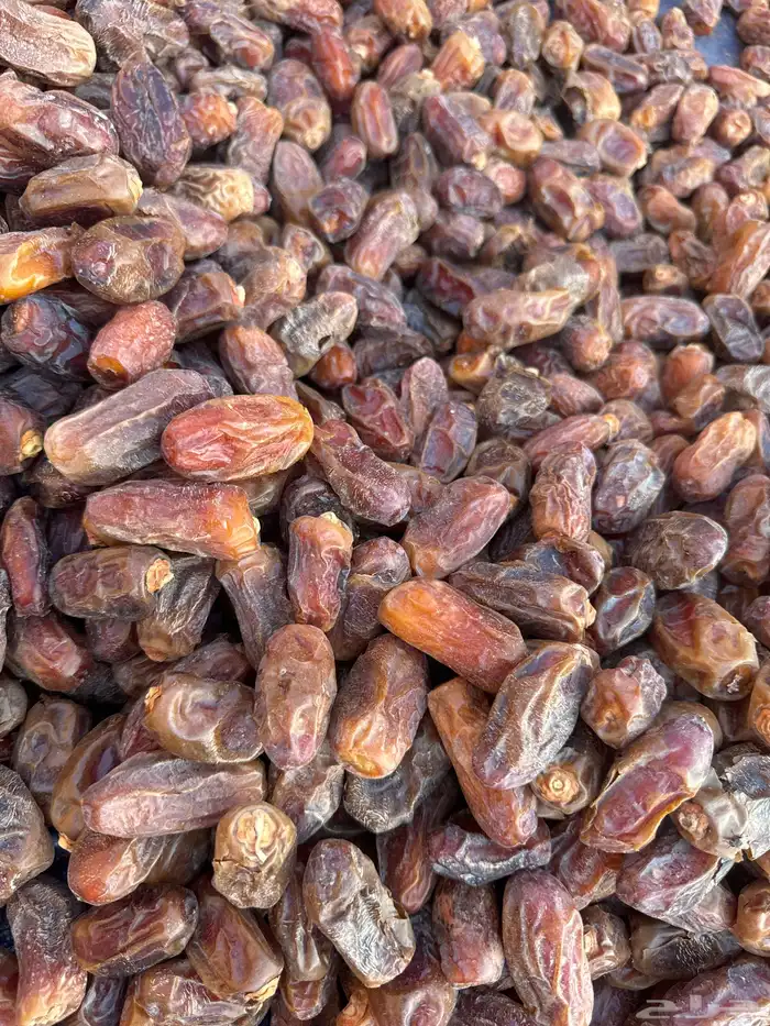 تمر صفري فلة ناشف رقم 2 حوطة بني تميم 0