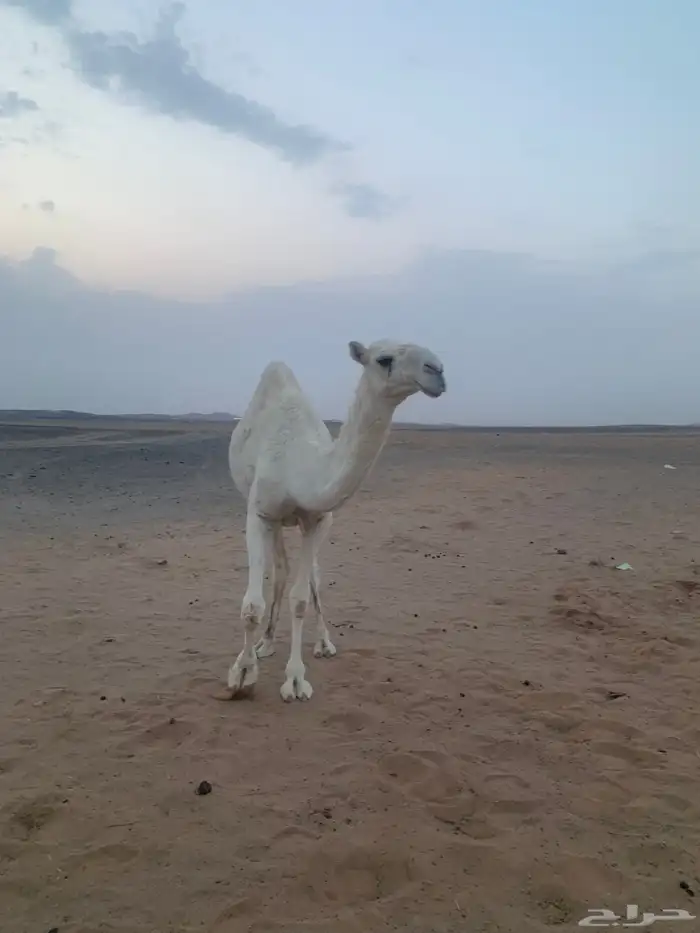 بكره حقه كحيلانية للبيع 3