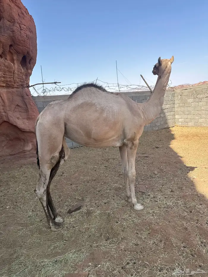 بكرة للبيع 0