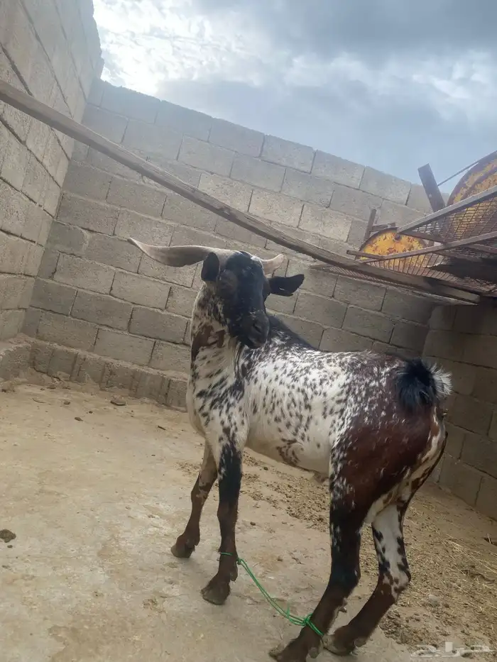 للبيع تيس فحل 1