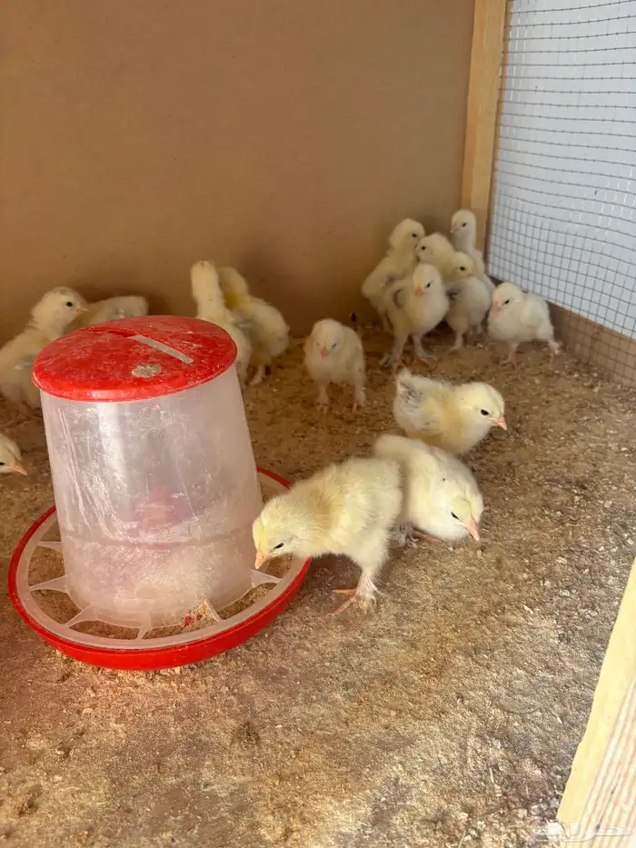 افلح من ذكر الله صيصان دجاج براهما كولومبي 5