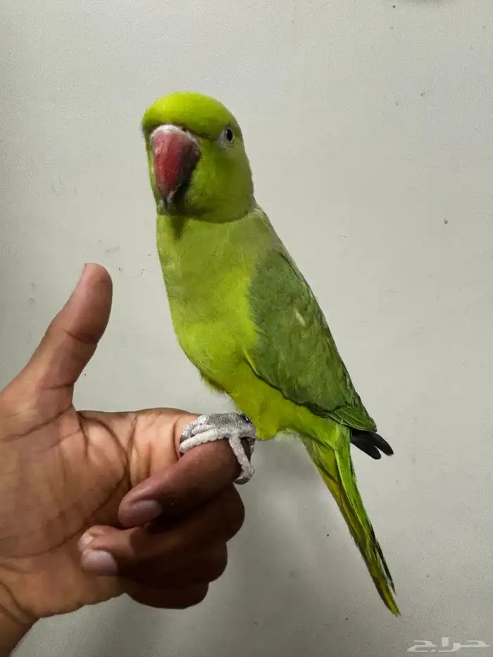 درة متكلمه أليفه للبيع 0
