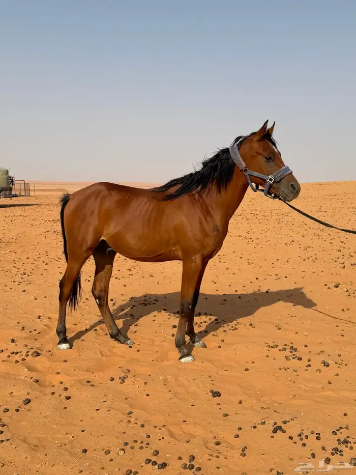 مهر بأوراق 0
