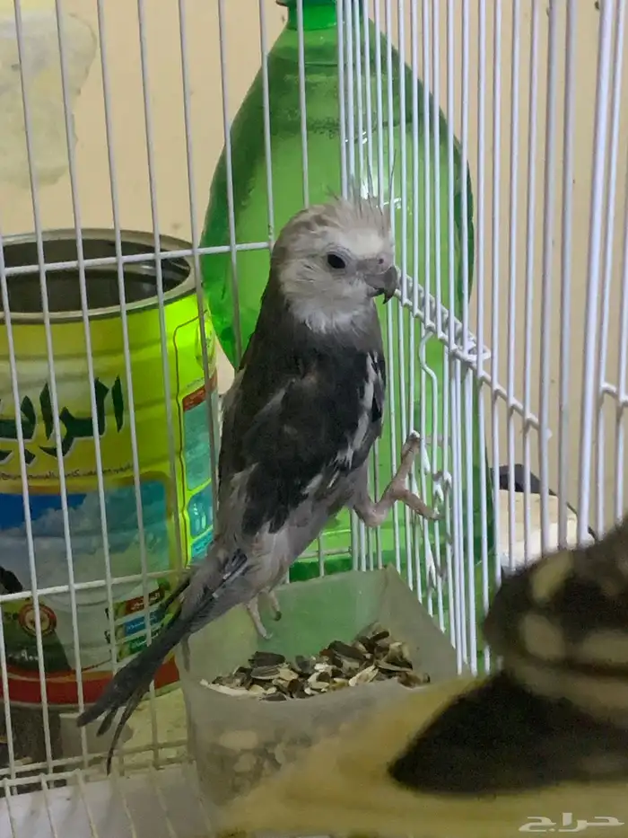 عندي ذكر كروان 4