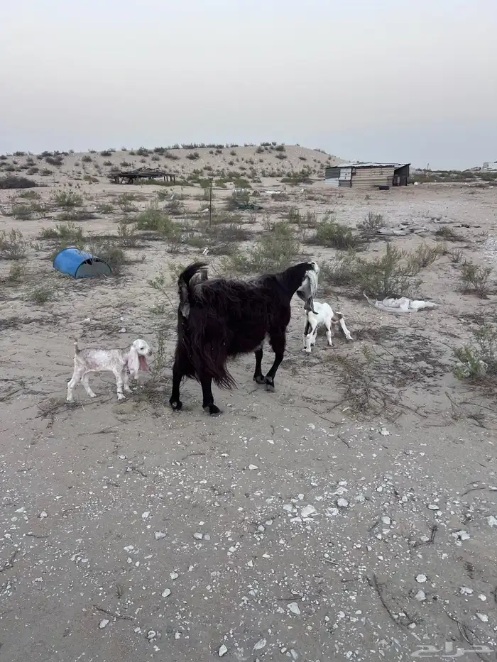 عنز رغوث معها 2 0