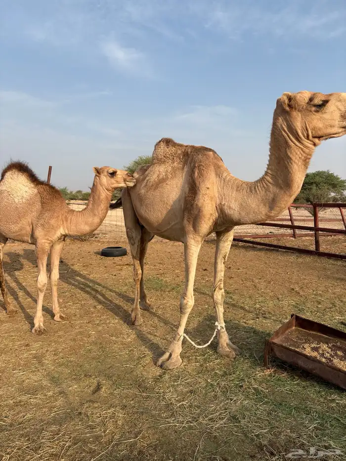 ناقه خلفه تحتهابكره مشروطه من كل ذارب موقعها قياء 1