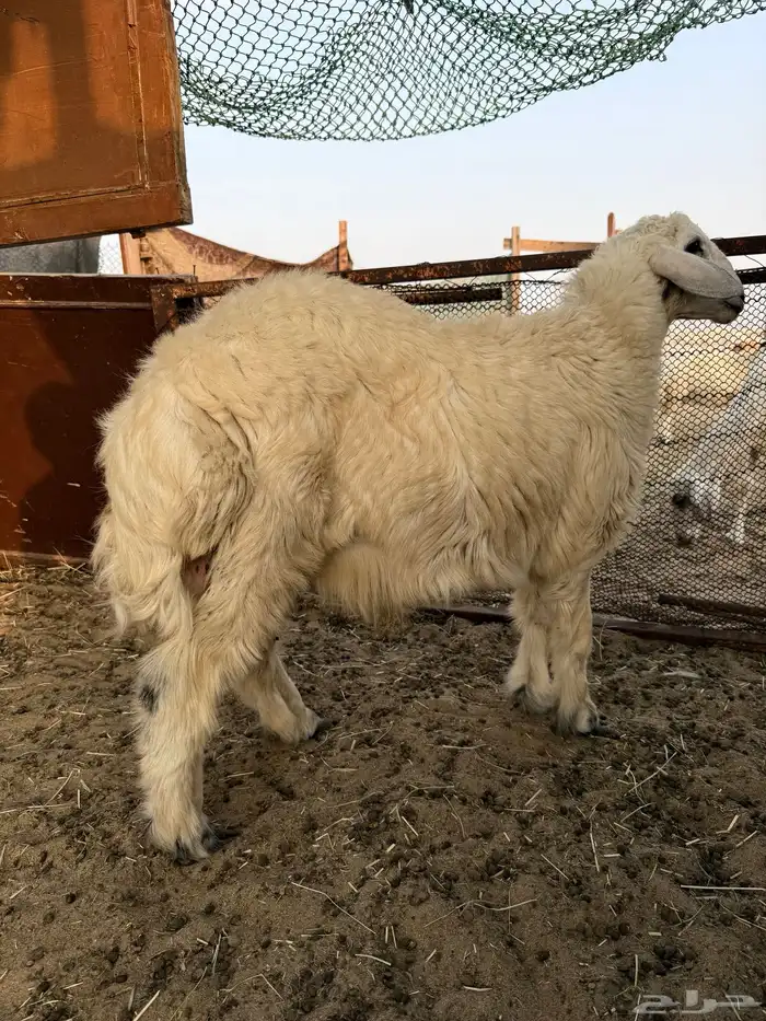 خروف 1