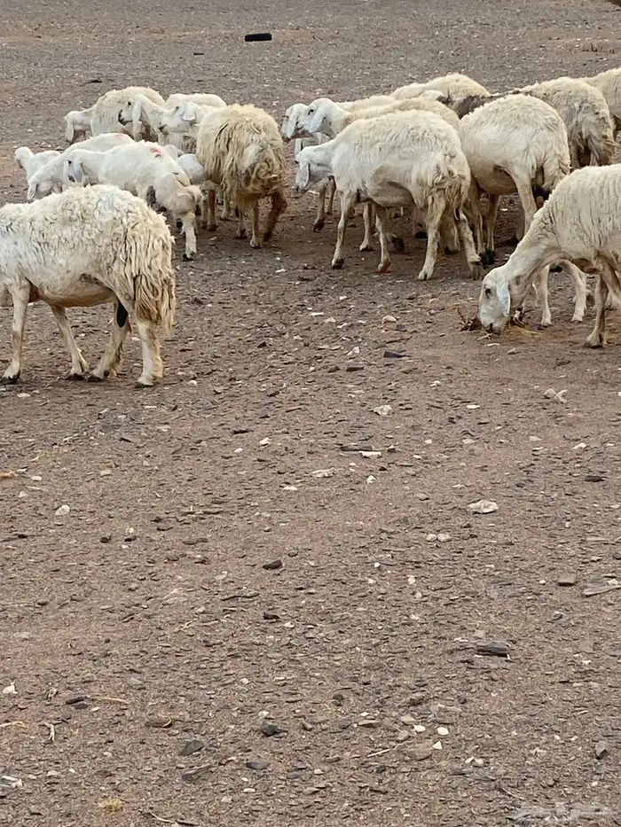 غنم حريات العدد 20 معها 8 غنم بر الموقع الحناكيه 6