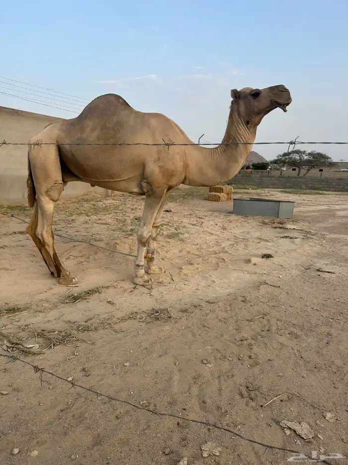 فحل ارك اصل وفصل مشروط الله اما العجوم مايظربها 1