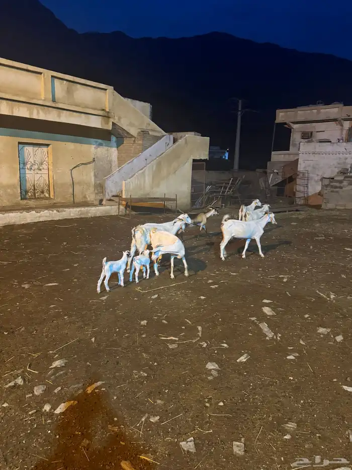 غنم صغار سن للبيع تحتها 2 0