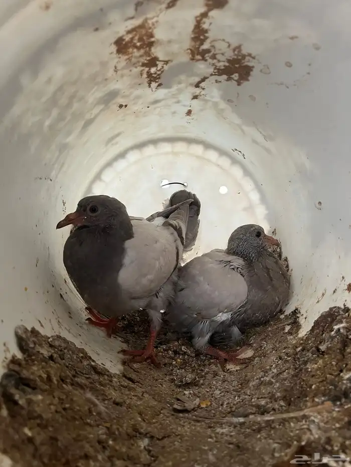 فراخة حمام فرنسي وزاجل وكريمي ذبح اليوم الكميه محدوده 5