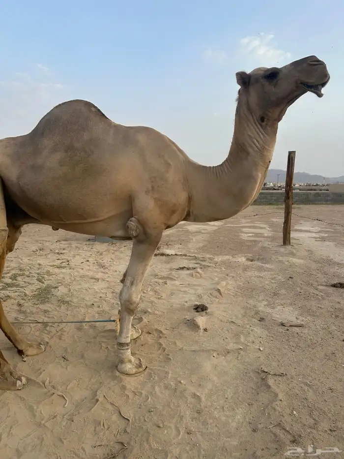 فحل ارك اصل وفصل مشروط الله اما العجوم مايظربها 2